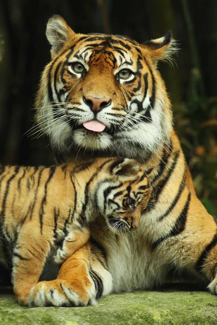 Jumilah is seen with one of her cubs.