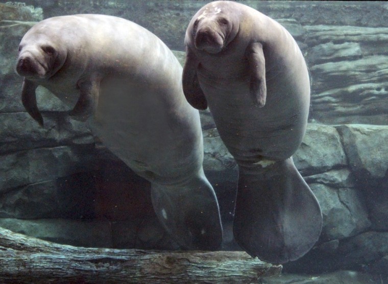 Illusion, right, a manatee at the Cincinnati Zoo & Botanical Garden, on Sept. 17 with an unnamed friend.