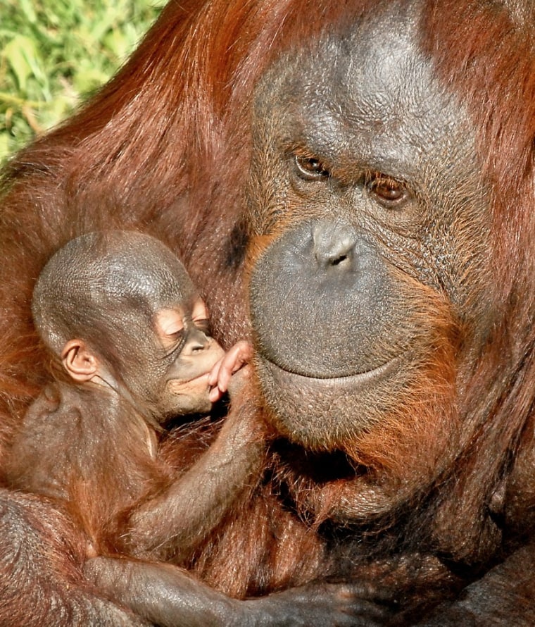An unnamed newly born Bornean orangutan is held by her mother Kalim at their zoo enclosure on Oct. 20.