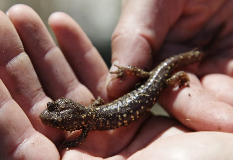 A Farallon arboreal salamander. They are the only vertebrates who inhabit the South Farallon Islands year-round.