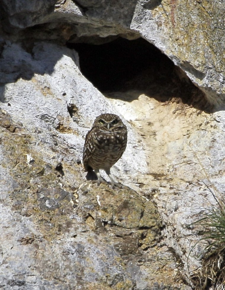 A Burrowing Owl.