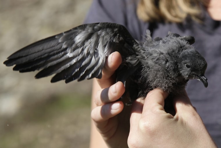 An Ashy Storm Petrel chick. The seabird species is endangered.