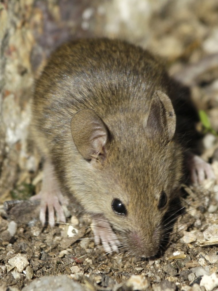 A brown house mouse at the Farallon National Wildlife Refuge in California.
