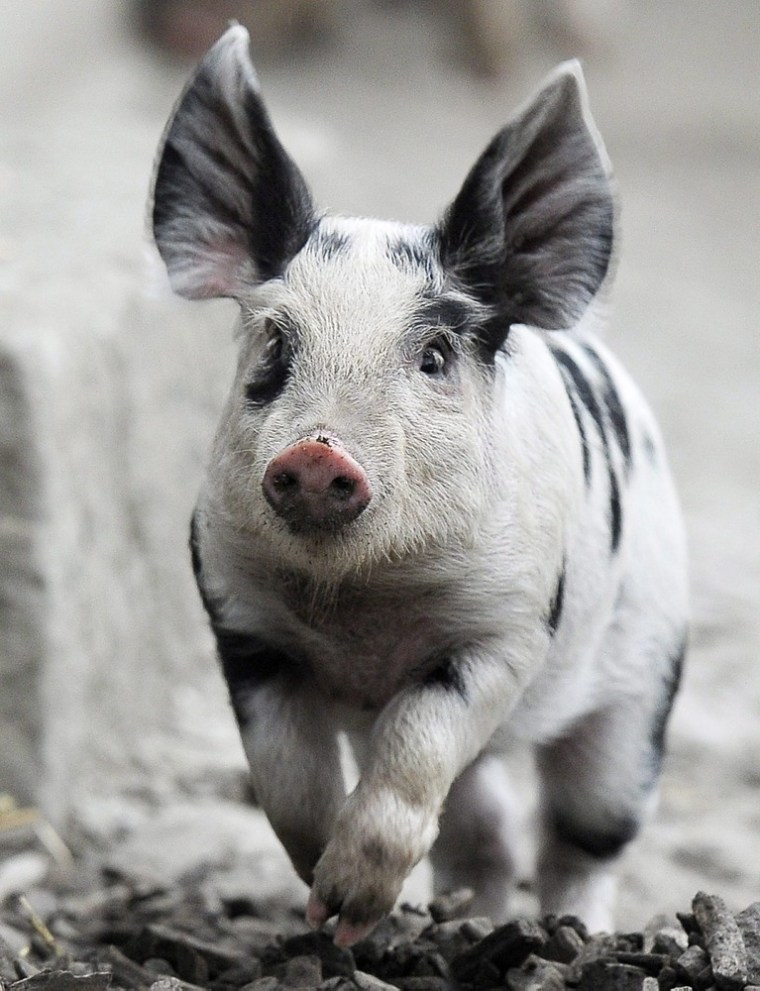 A Turopolje piglet runs through its enclosure at the Zurich Zoo in Switzerland on Oct. 19.