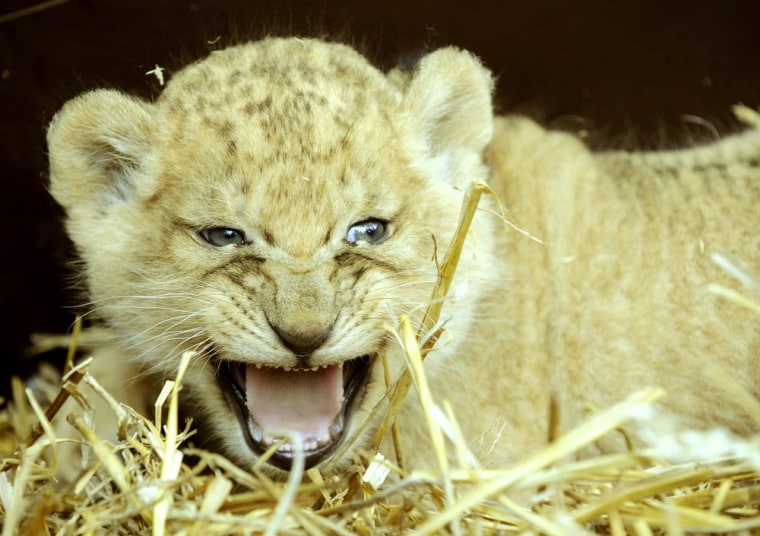 Five-week old baby lion Simba is photographed at the Serengeti Park, a zoo in northern Germany, on Oct. 19.