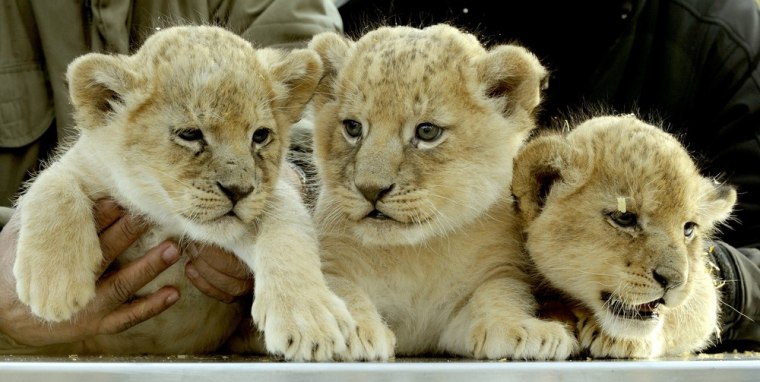From left, baby lions Nala, Simba and Asali.