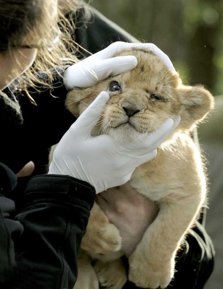 Five-week-old lion cub Nala gets her eyes checked.