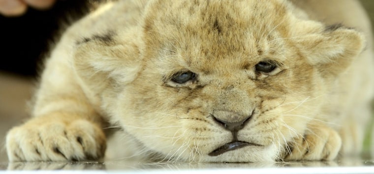 Lion cub Nala considers a (big) cat nap.