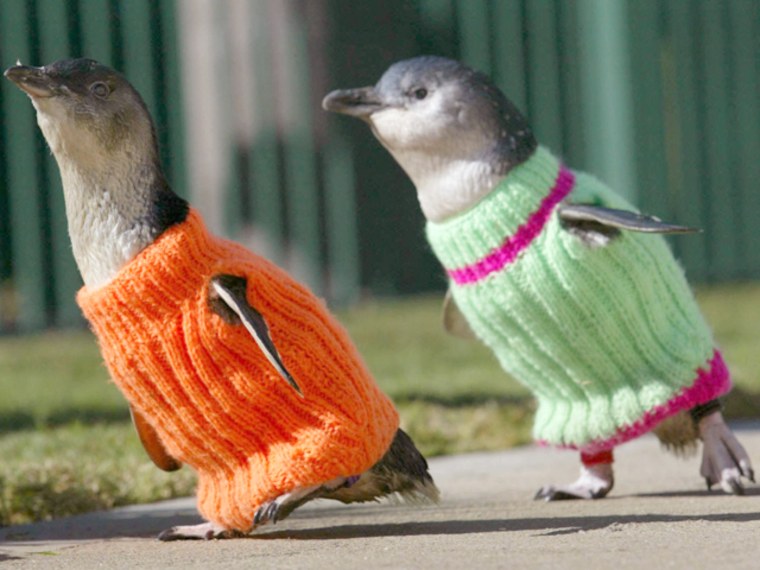 Back in 2005 in Australia, tiny fairy penguins Toby and Percina modeled sweaters that were being sent for the rehabilitation of penguins involved in oil spills.