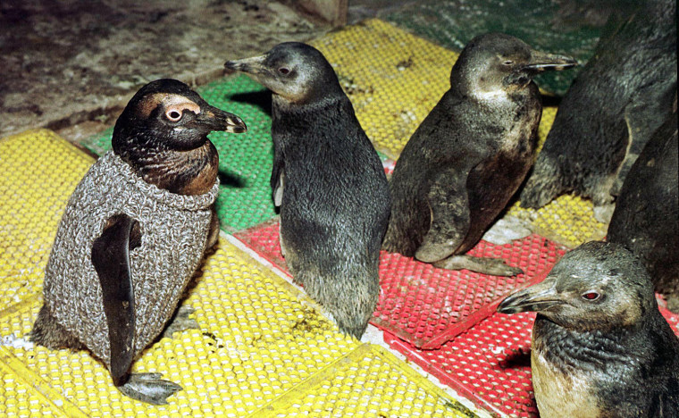 In 2000, a group of penguins were rescued off the coast of South Africa after getting caught in an oil spill from a sunken carrier ship. Sweaters helped them stay warm while they recovered.