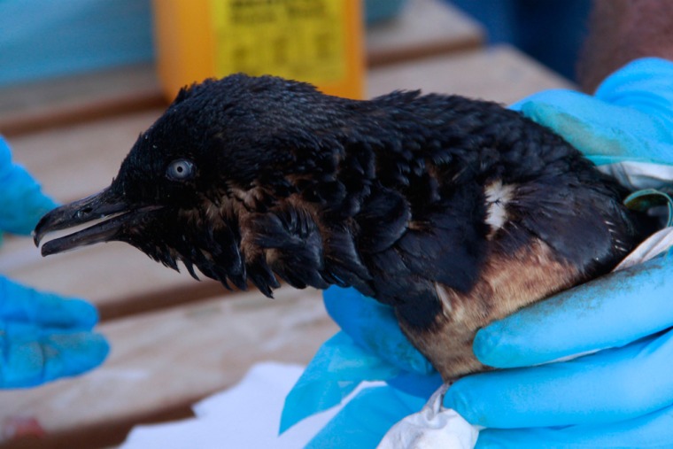 A little blue penguin from Papamoa Beach was covered in oil after a Liberian cargo ship hit a reef on Oct. 7 in Tauranga, New Zealand.