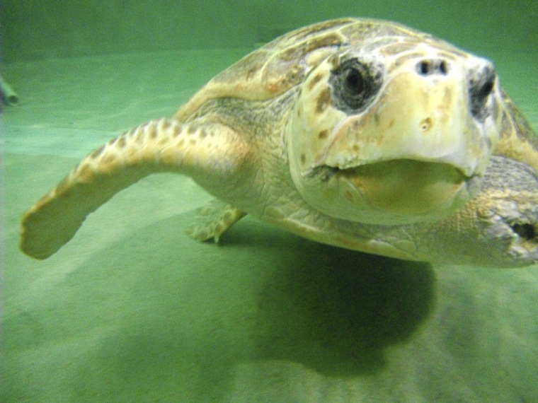 This July 14, 2011 photo, provided by the Virginia Aquarium, shows the turtle, named