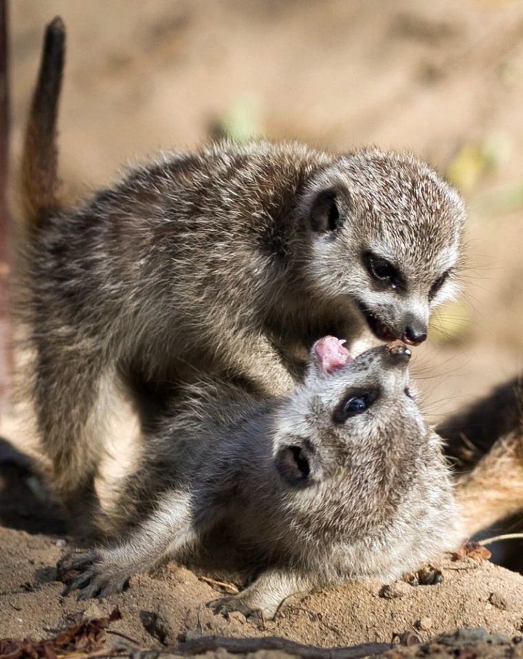 Young meerkats play at the Zoological Park in Poland, on Oct. 18.