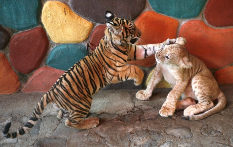 A three-month-old Bengal Tiger plays with a three-month-old lion cub at a zoo in Puerto Vallarta on October 13.