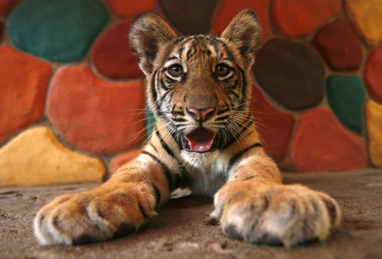 A Bengal Tiger cub at a zoo in Puerto Vallarta on Oct. 13.