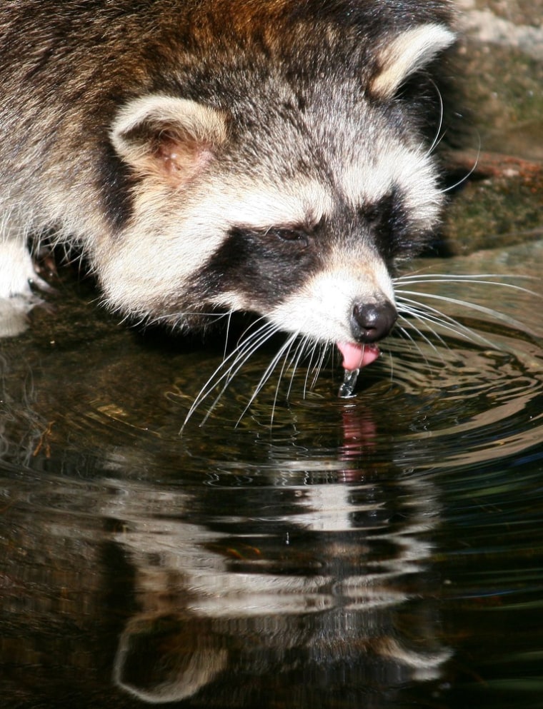A raccoon drinks water at the Schwarze Berge animal park in Rosengarten-Vahrendorf, northern Germany.