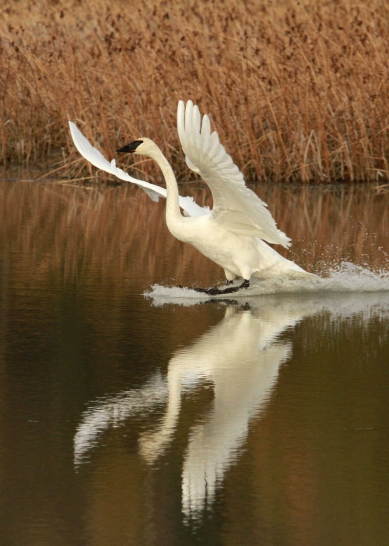 A trumpeter swan touches down in a pond at Potter Marsh in Anchorage, Alaska. Southcentral Alaska sees plenty of visitors, but few draw local paparazzi like the guests that fly south every October: trumpeter and tundra swans.
