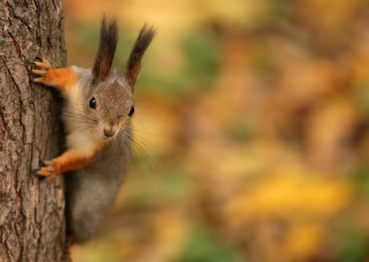 A squirrel is seen at the Kuzminki park set in autumnal colours, Moscow, Russia.