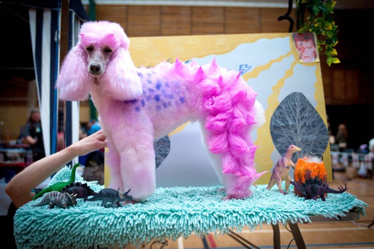 Pimped-out poodles strut at U.K. groom-off