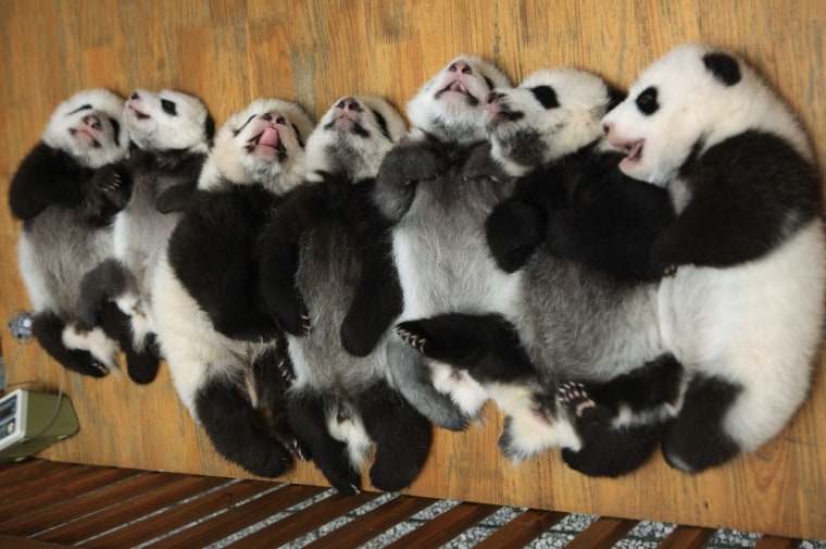 Giant panda cubs.