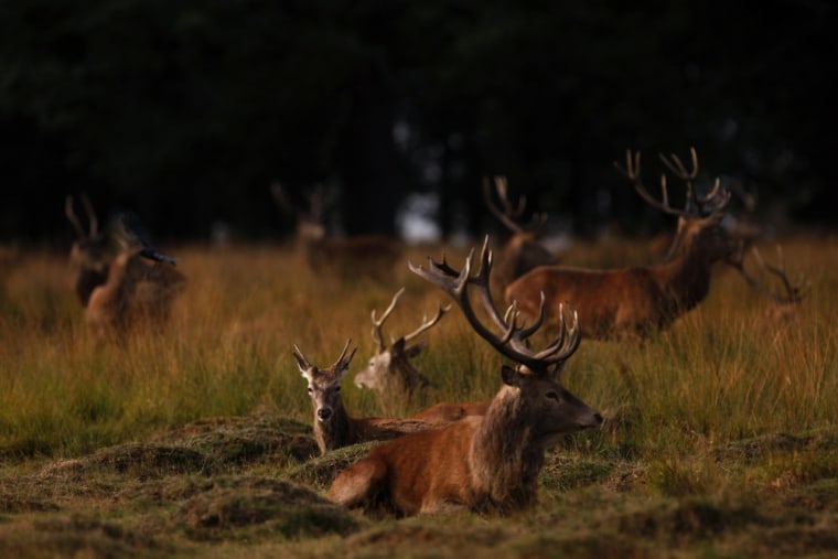 A red deer pricket (center) rests in the long grass surrounded by stags.
