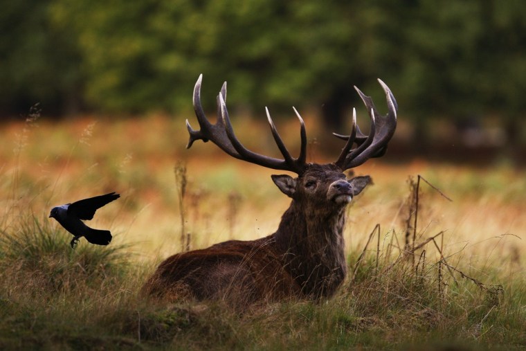 A bird flies off after attempting to land on a resting red deer stag.