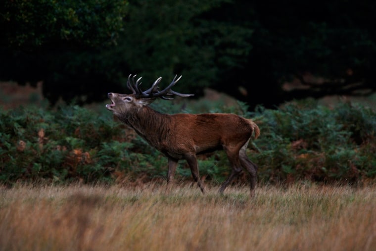 A red deer stag bellows after sunrise on Oct.10, in London, England.