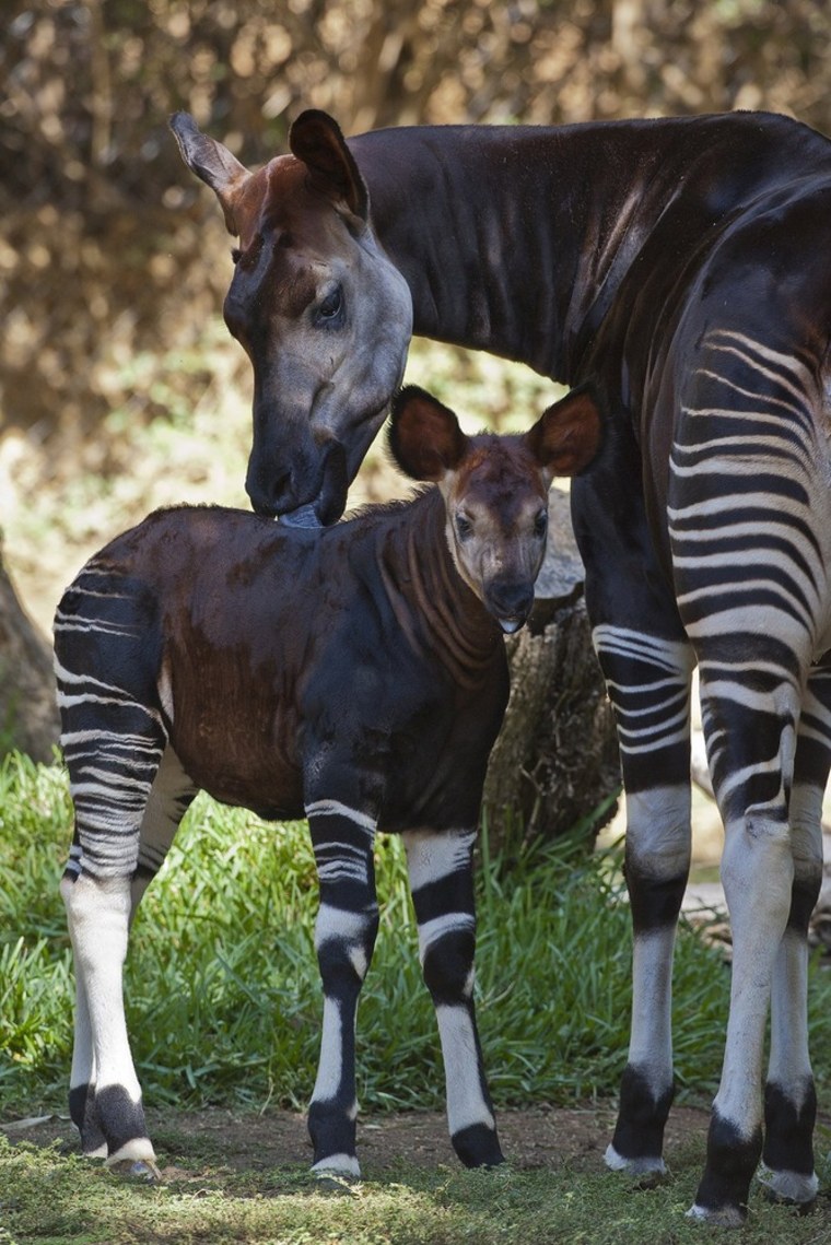 An okapi calf and her mother at the San Diego Zoo in California on October 7.