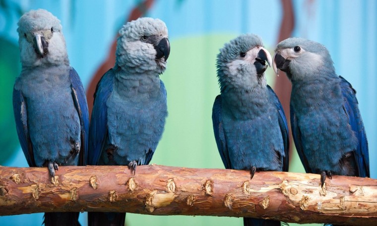 Spix's macaws sit on a branch in their aviary at the association for the prrotection of endangered parrots in Schoeneiche, eastern Germany, on Tuesday, Oct. 11. According to the association, the Spix's macaw is the rarest parrot species in the world. The parrots vanished from the wild in 2000 and have been conserved in breeding programs.