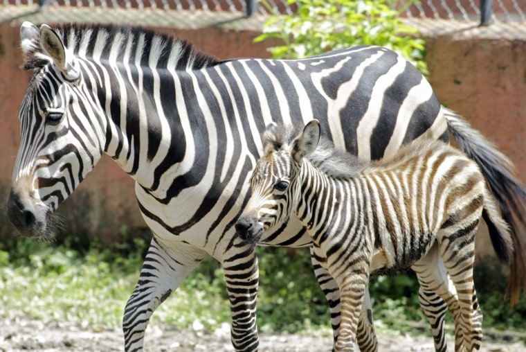 A new male baby zebra stays next to his mother at the El Salvador National Zoo on Oct. 3.