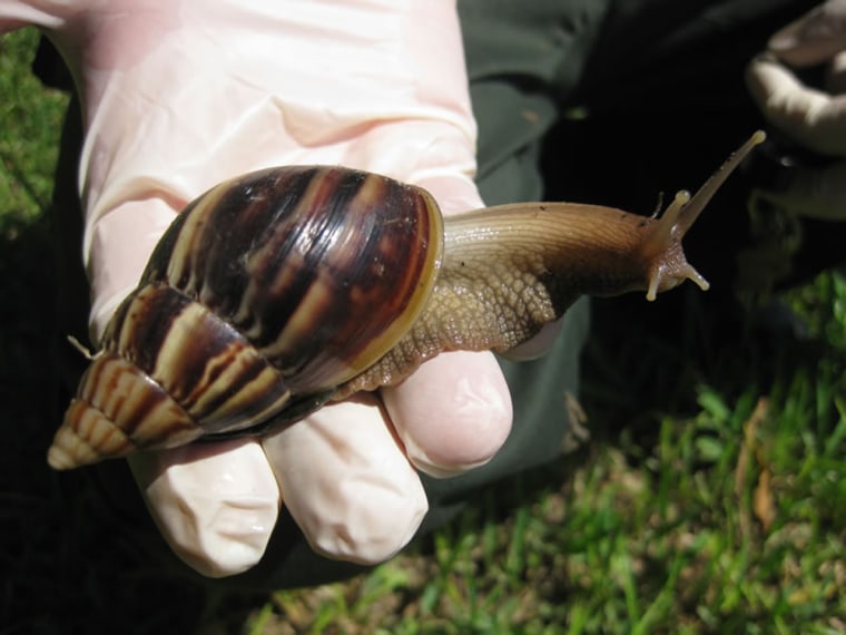 Giant African land snails have been found on 114 properties around South Florida.