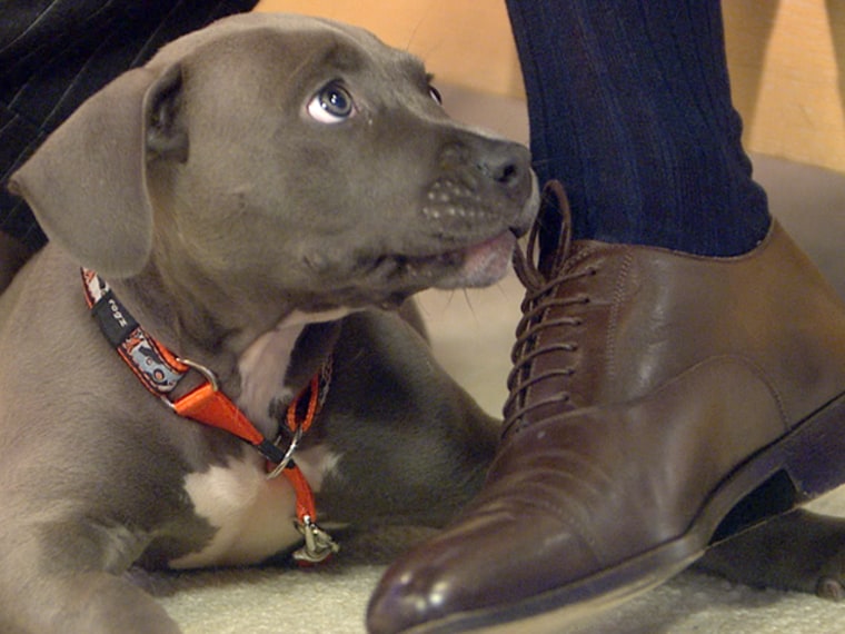 Harper was very interested in Matt's shoelaces when he visited Studio 1A.