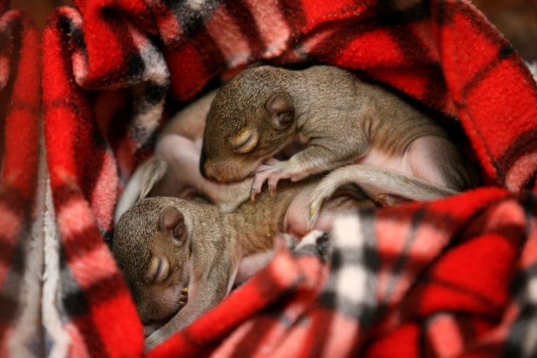 Baby gray squirrels cuddle together under a blanket in the Florida home of Lisa Richardson on Sept. 30.