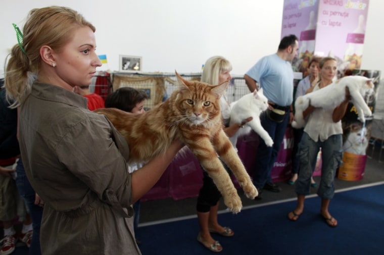 A Maine Coon cat is held by its owner during judging.