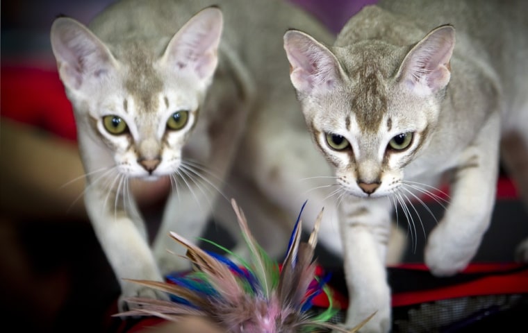 Singapura oriental cats focus on a toy while waiting for the evaluation of a judge.