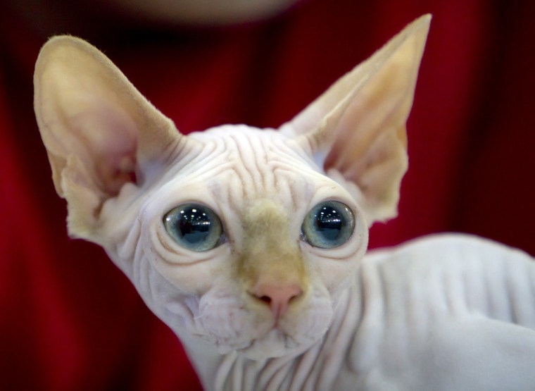 Narcotic, the Sphynx cat looks at a judge.