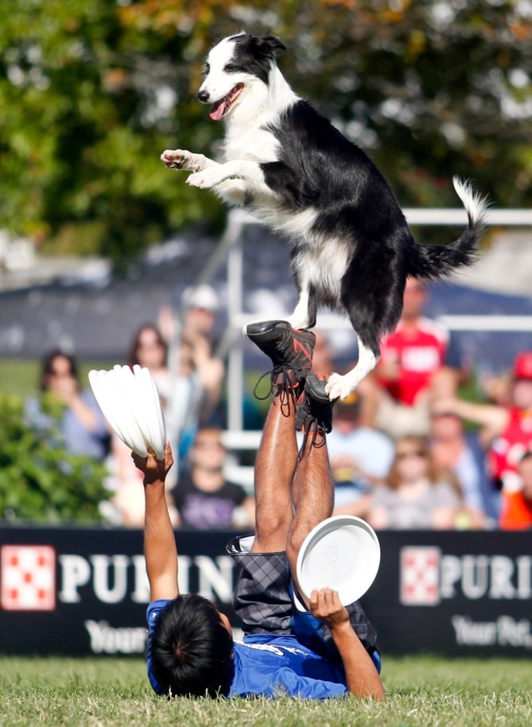Shunsuke Hirai, and his Border Collie, Shack, compete in the Incredible Freestyle Flying Disc competition.