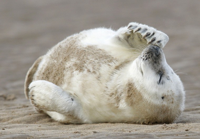 A grey seal pup on the beach at Donna Nook, Lincolnshire in the U.K. on Nov. 26,