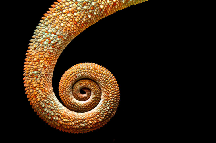A chameleon's coiled-up tail.