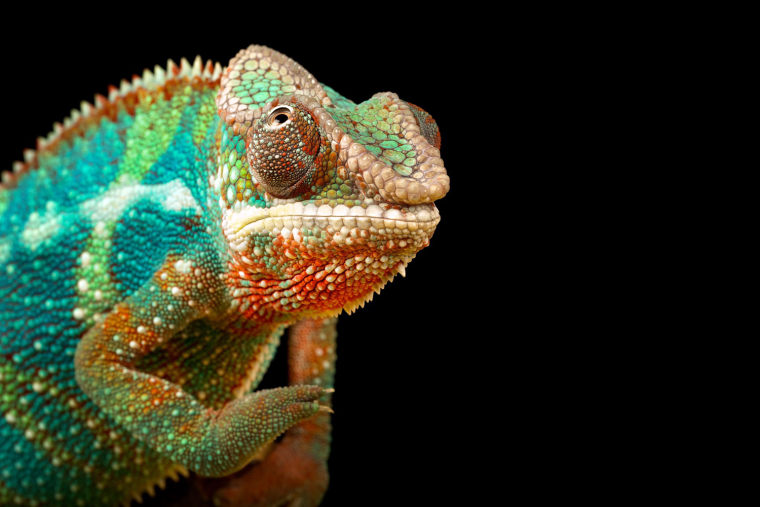 A chameleon shows its true colors (well, some of them, anyway) in this close-up.