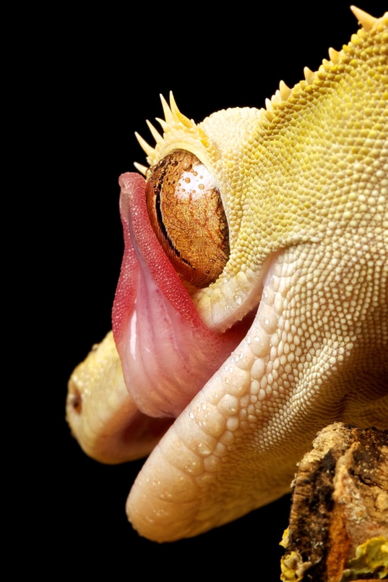 A gecko licks its own eyes. These lizards have no eyelids; instead, they have a transparent membrane that they lick to keep clean.