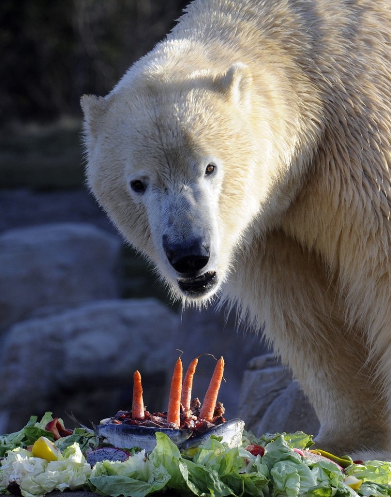 Polar bear Arktos enjoys an ice birthday cake made of fish and vegetables on Nov. 28, at a zoo in Germany.