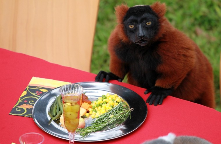 A Red Ruff Lemur enjoys a plate of Thanksgiving treats at the San Francisco Zoo.
