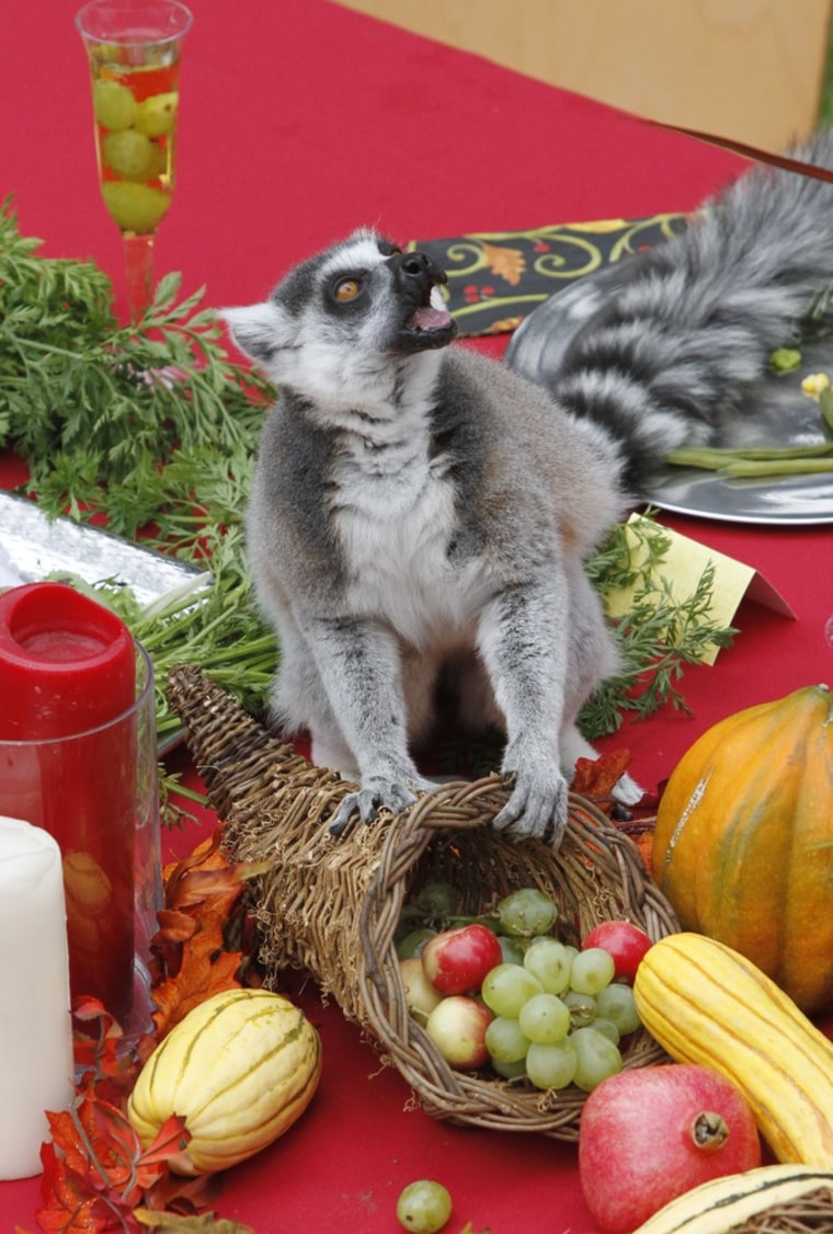 A ring-tailed lemur sits on top of a fruit-filled cornucopia.