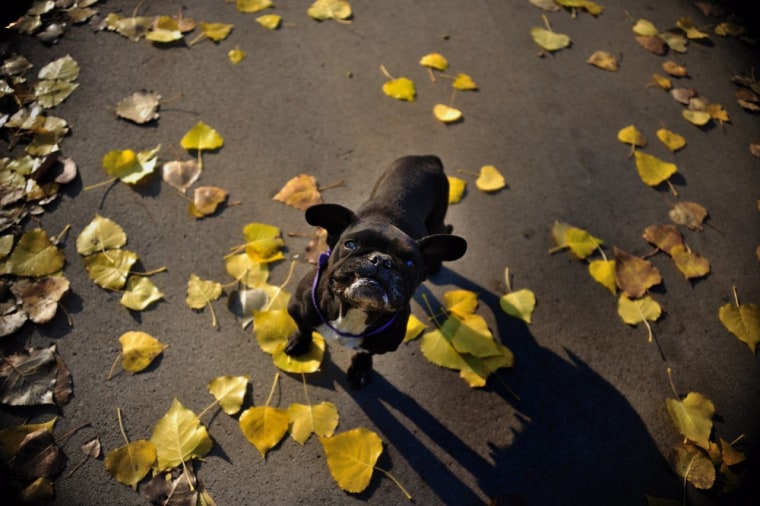 A dog is seen on the path covered with leaves during a sunny autumn day at a park in Sofia, Bulgaria, on Nov. 10.
