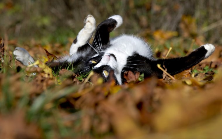 A domestic black-and-white house cat named Scooter plays in a leaf-strewn plum orchard on a farm near Oakland, Ore., on Nov. 12.