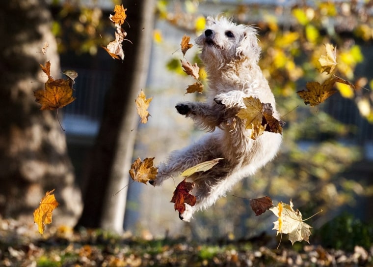A dog seems to enjoy chasing falling leaves in Berlin, Germany, on Nov. 11.