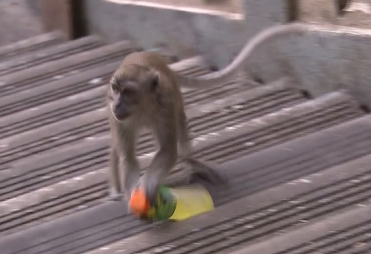 Stop that monkey!