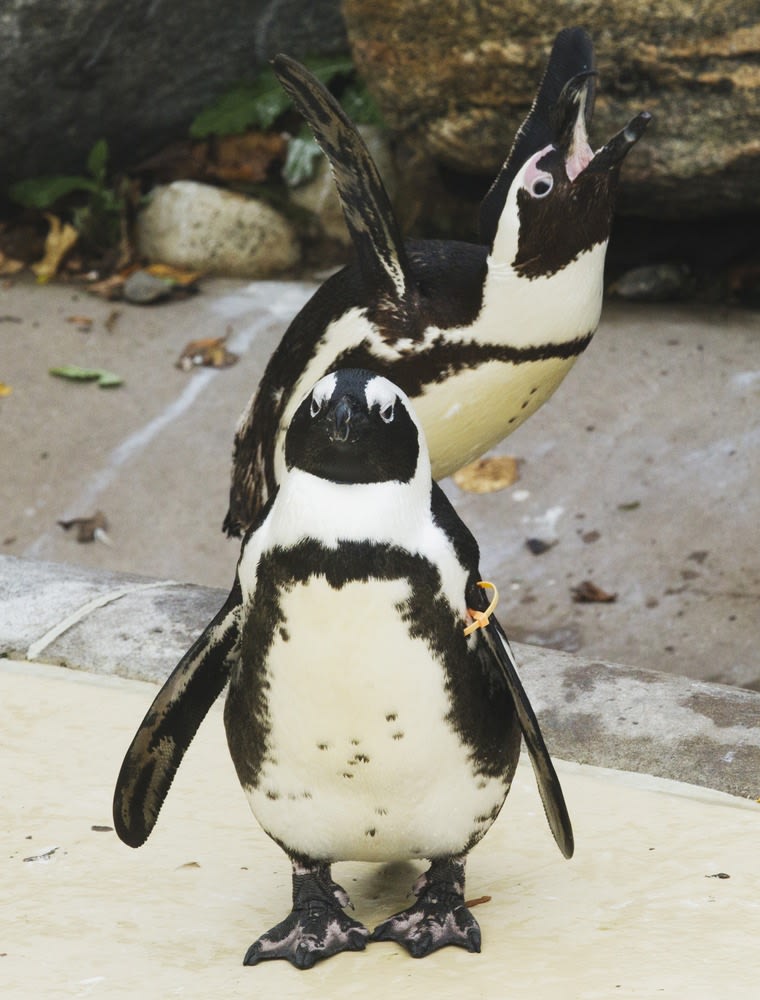 Birds of a feather? Zoo to split up same-sex penguin pair