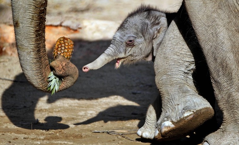 A ten-day-old female elephant calf stays close to its mother Panang in the Munich Hellabrunn Zoo, in Germany on Tues. Nov. 8.